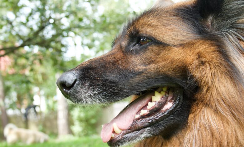 הכלבה שהובילה חיפוש נשק בסכנין: "תפיסה שלה נטו"