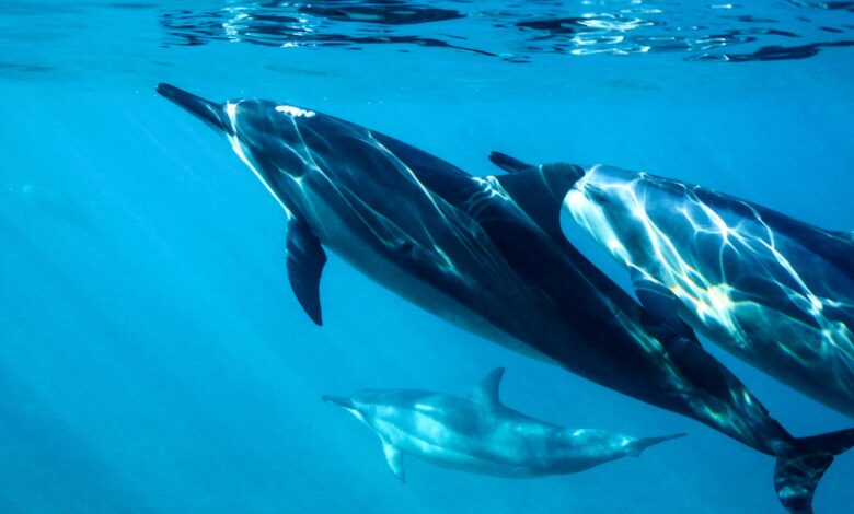 מחקר: דולפינים יודעים לזהות שמות של דולפינים אחרים