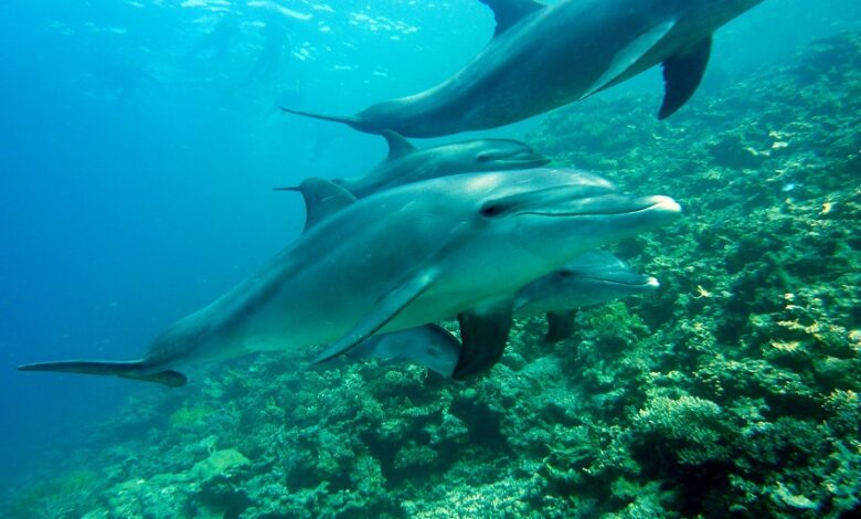 מחקר חדש מראה: דולפינים עלולים ללקות באלצהיימר