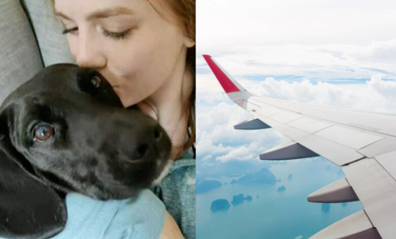 נפרדו בטיסה: הכלבה האמריקאית הגיעה בטעות לסעודיה