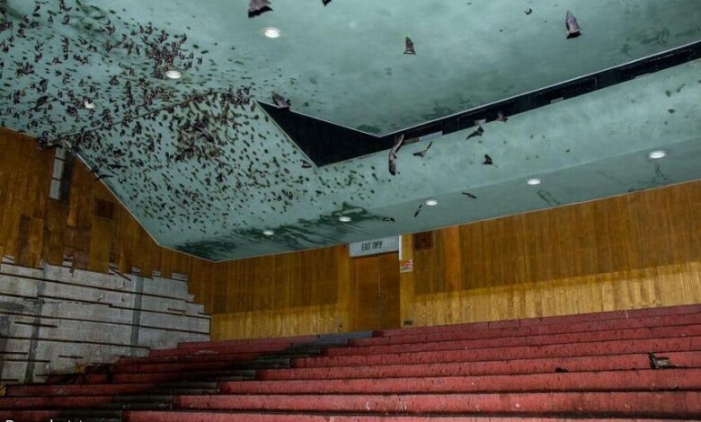 הפינוי מקולנוע בתל אביב - מה עושים עם 2,000 עטלפים?