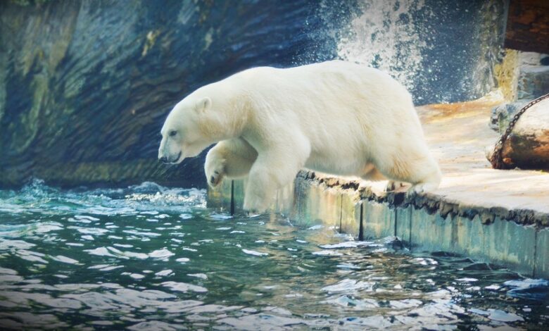 מקרה נדיר באלסקה: דוב קוטב הרג תושבים בכפר מרוחק
