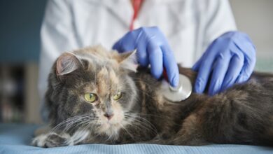 בינה מלאכותית לטיפול בחתולים: פיתוח חדשני צלח במחקר