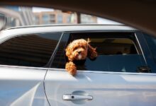 הגבלה על ארבע: חוק חדש נגד כלבים שמוציאים ראש מהחלון