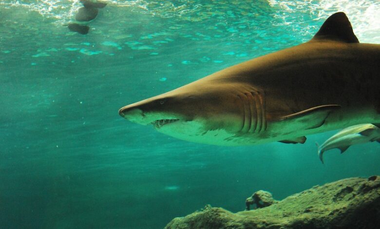 מקרה חריג באוסטרליה: מתה מתקיפת כריש במים מתוקים
