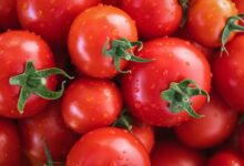 הייצוא מטורקיה מתייקר: מחירי העגבניות בארץ צפויים לעלות